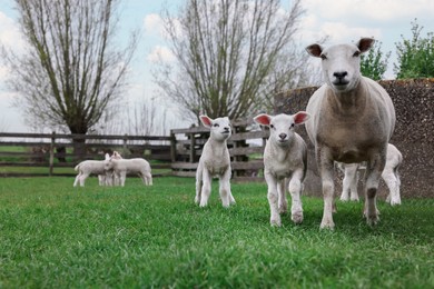 Photo of Cute funny sheep on green field. Farm animal
