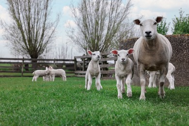 Cute funny sheep on green field. Farm animal