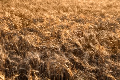 Photo of Golden ripe wheat spikelets growing in field