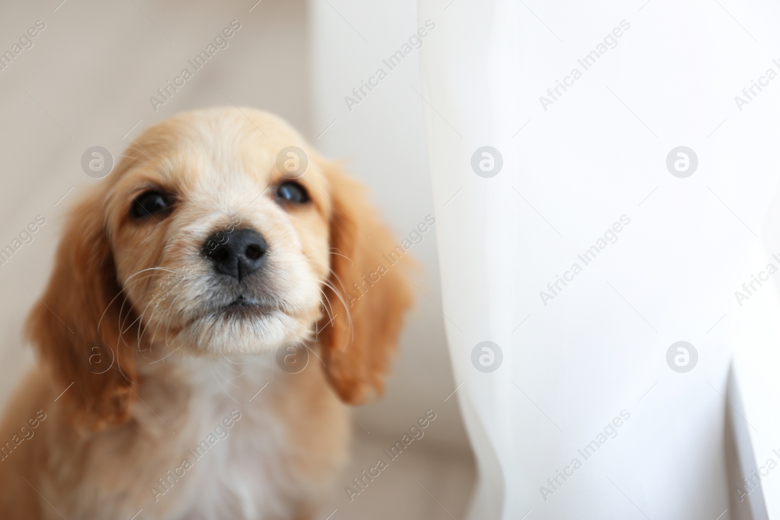 Photo of Cute English Cocker Spaniel puppy indoors. Space for text