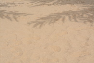 Photo of Shadows of tropical branches on beach sand. Space for text