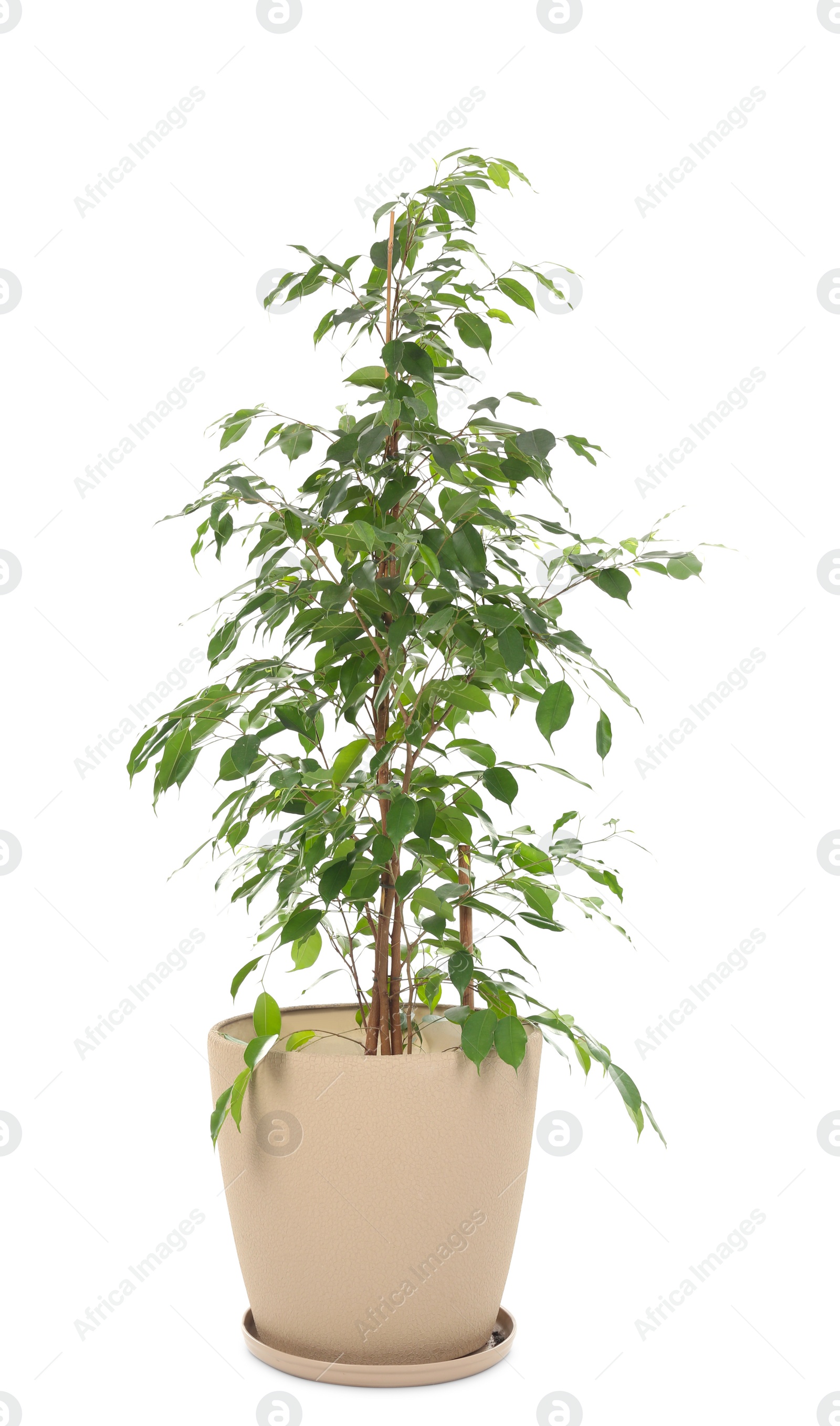 Photo of Beautiful ficus in pot on white background