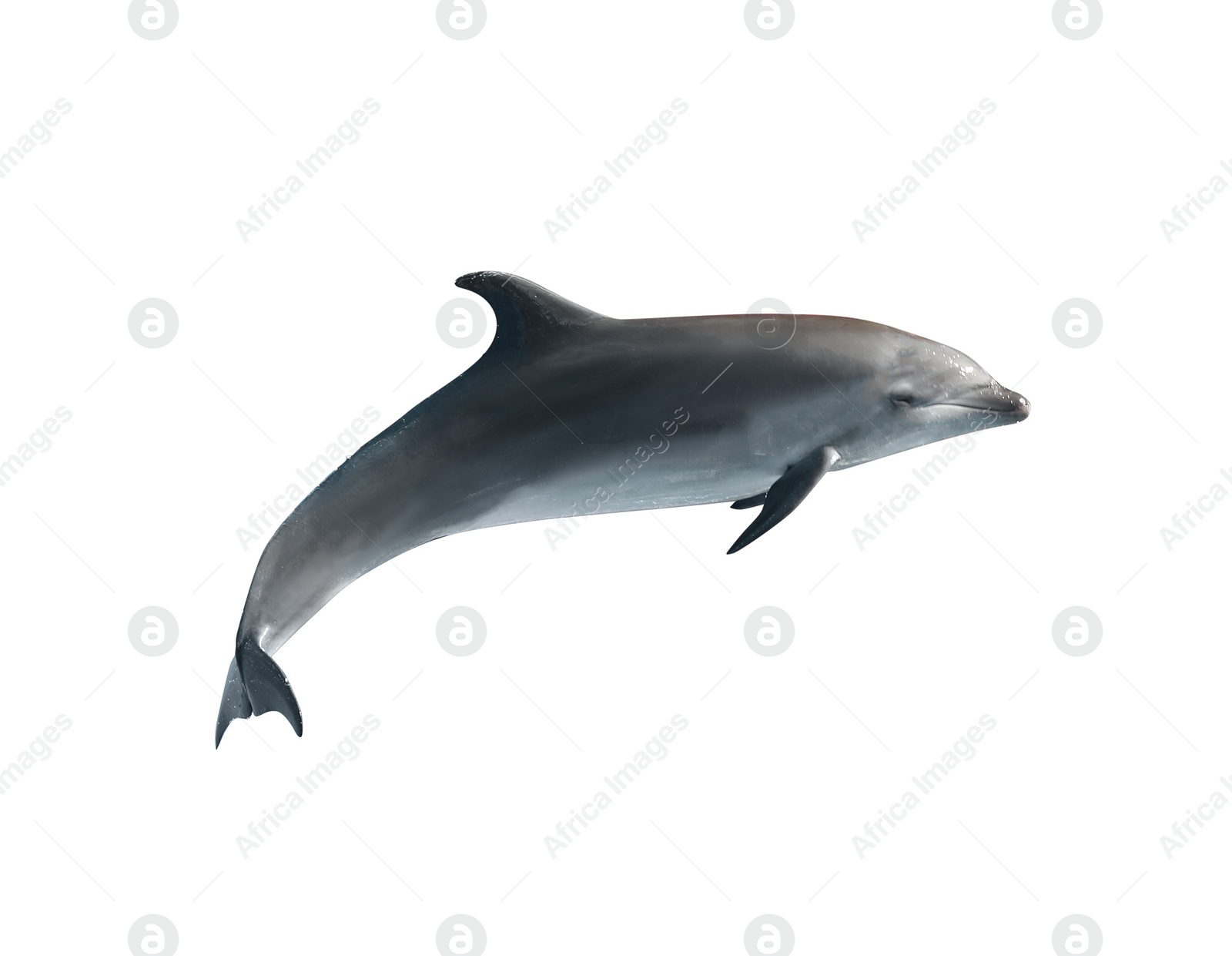 Image of Beautiful grey bottlenose dolphin on white background