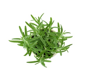 Photo of Fresh rosemary bush on white background, top view