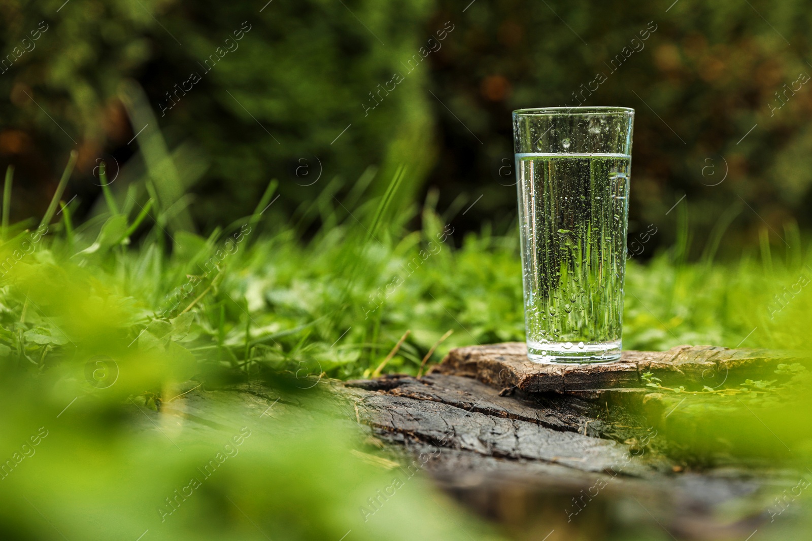 Photo of Glass of fresh water on wooden stump in green grass outdoors. Space for text