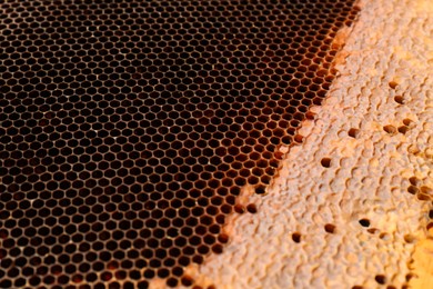 Photo of Texture of empty honeycomb as background, closeup view