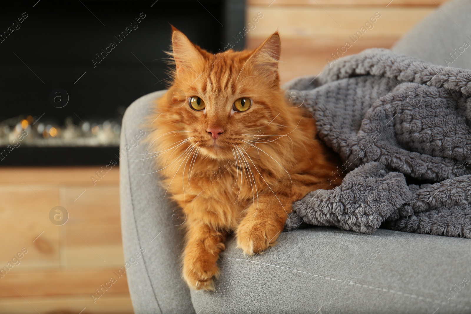 Photo of Adorable red cat under plaid on sofa at home. Cozy winter