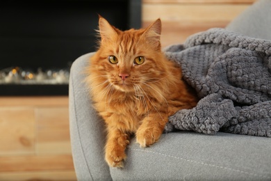 Photo of Adorable red cat under plaid on sofa at home. Cozy winter