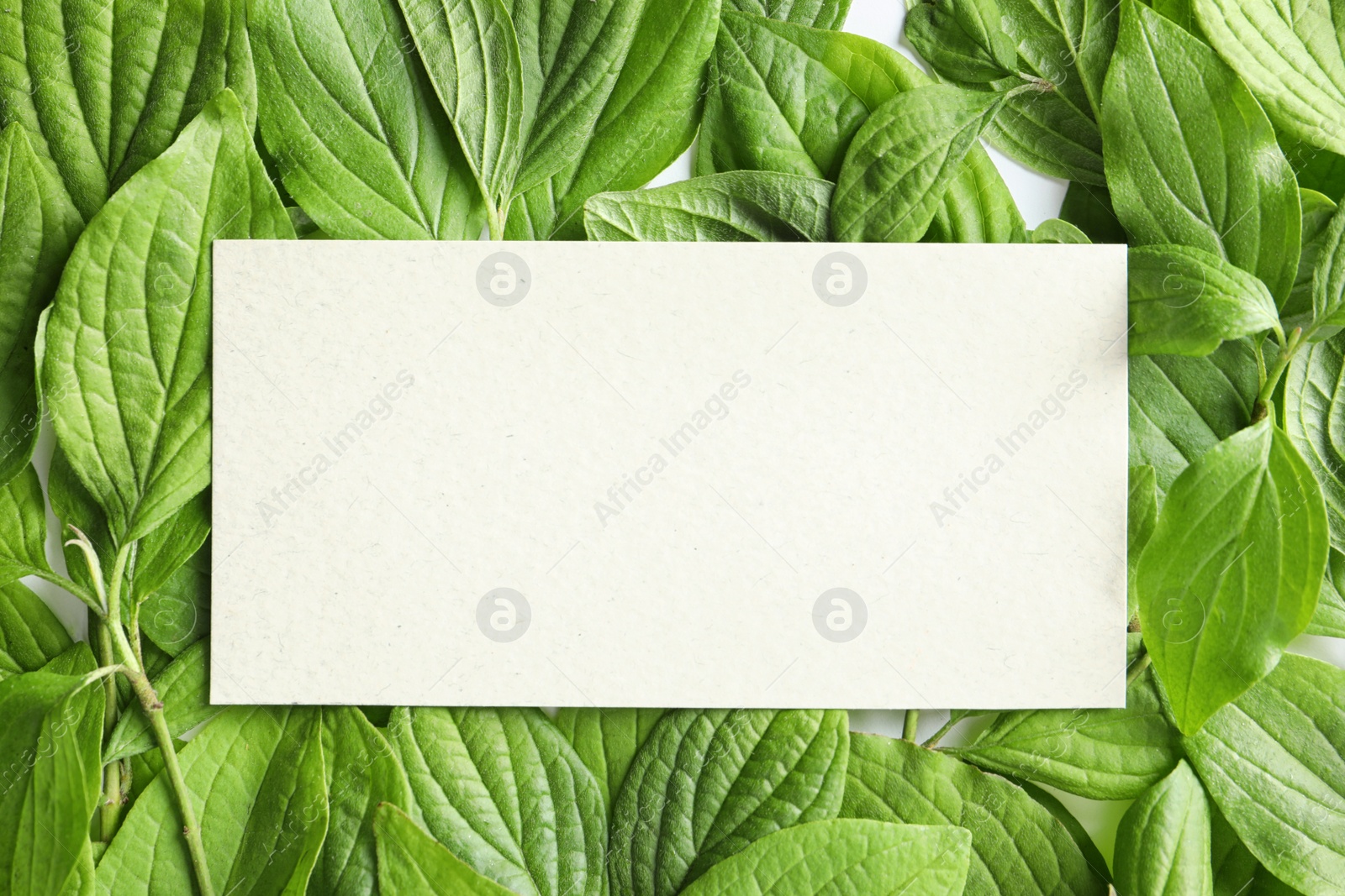 Photo of Blank card with space for text on green leaves