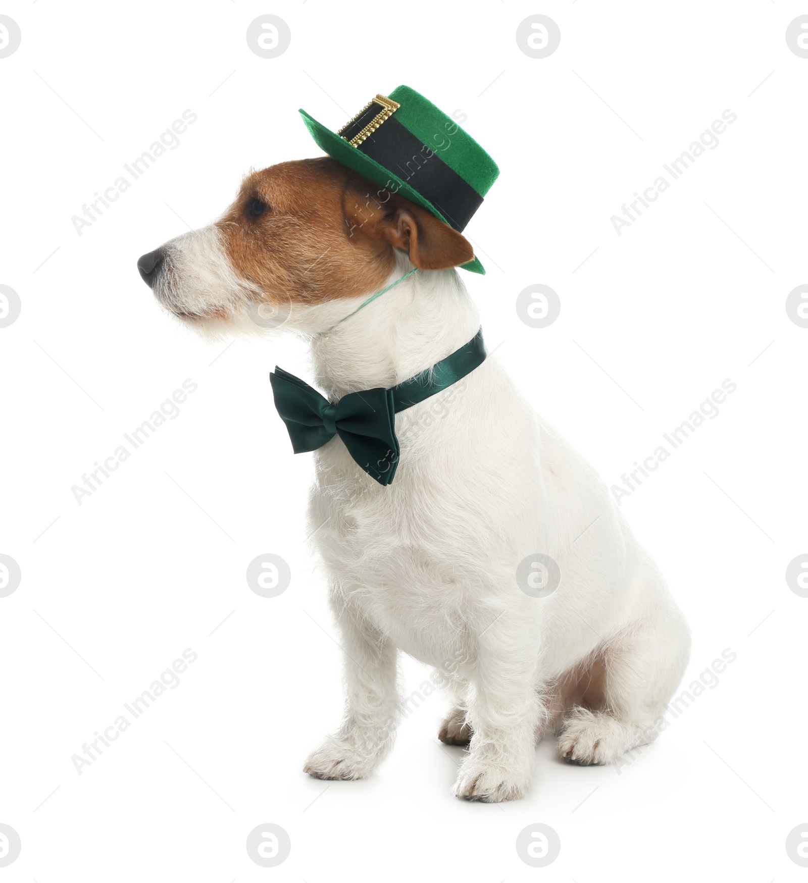 Photo of Jack Russell terrier with leprechaun hat and bow tie on white background. St. Patrick's Day