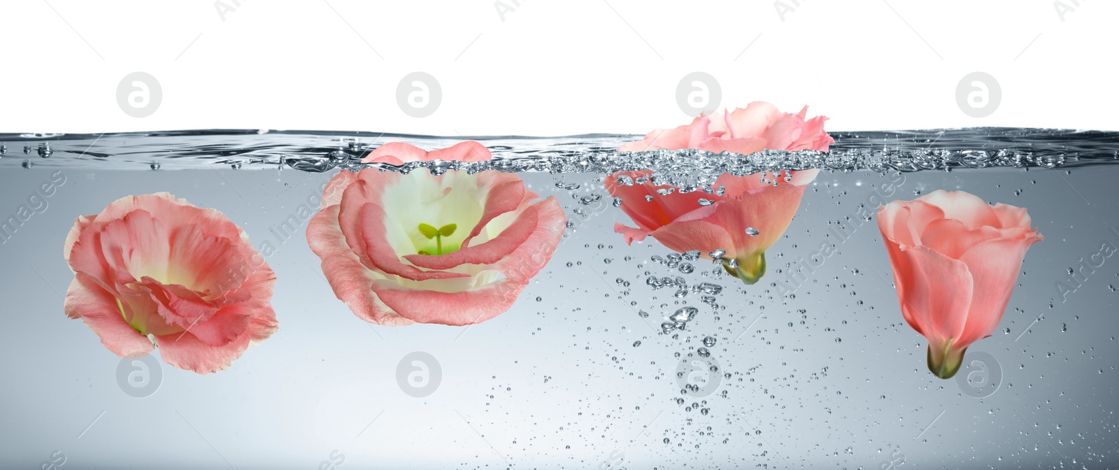 Image of Beautiful coral Eustoma flower buds in water on white background