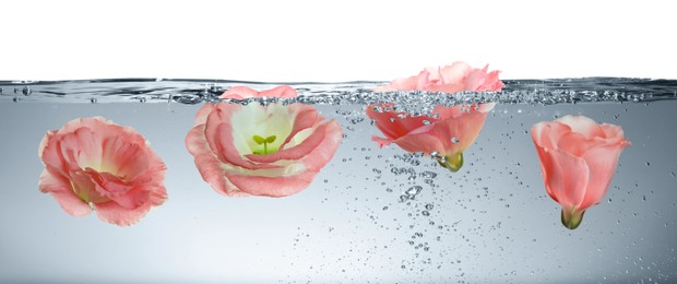 Beautiful coral Eustoma flower buds in water on white background