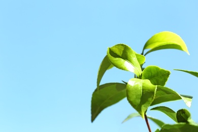 Photo of Green leaves of tea plant against blue sky