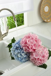 Photo of Beautiful light blue and pink hortensia flowers in kitchen sink