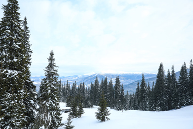 Picturesque view of snowy coniferous forest on winter day