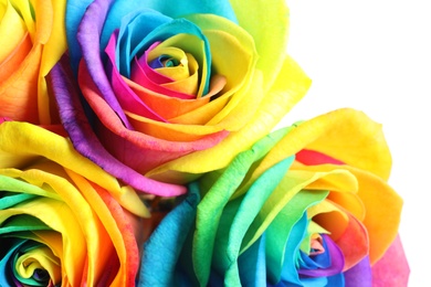 Photo of Amazing rainbow rose flowers, closeup