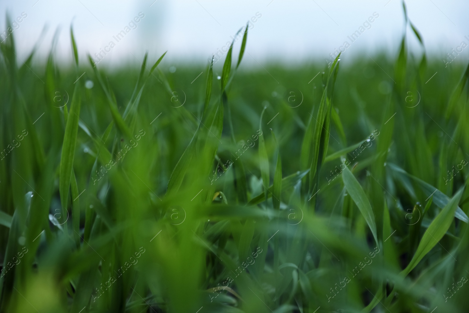 Photo of Beautiful view of fresh green grass outdoors, closeup