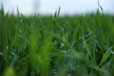Photo of Beautiful view of fresh green grass outdoors, closeup