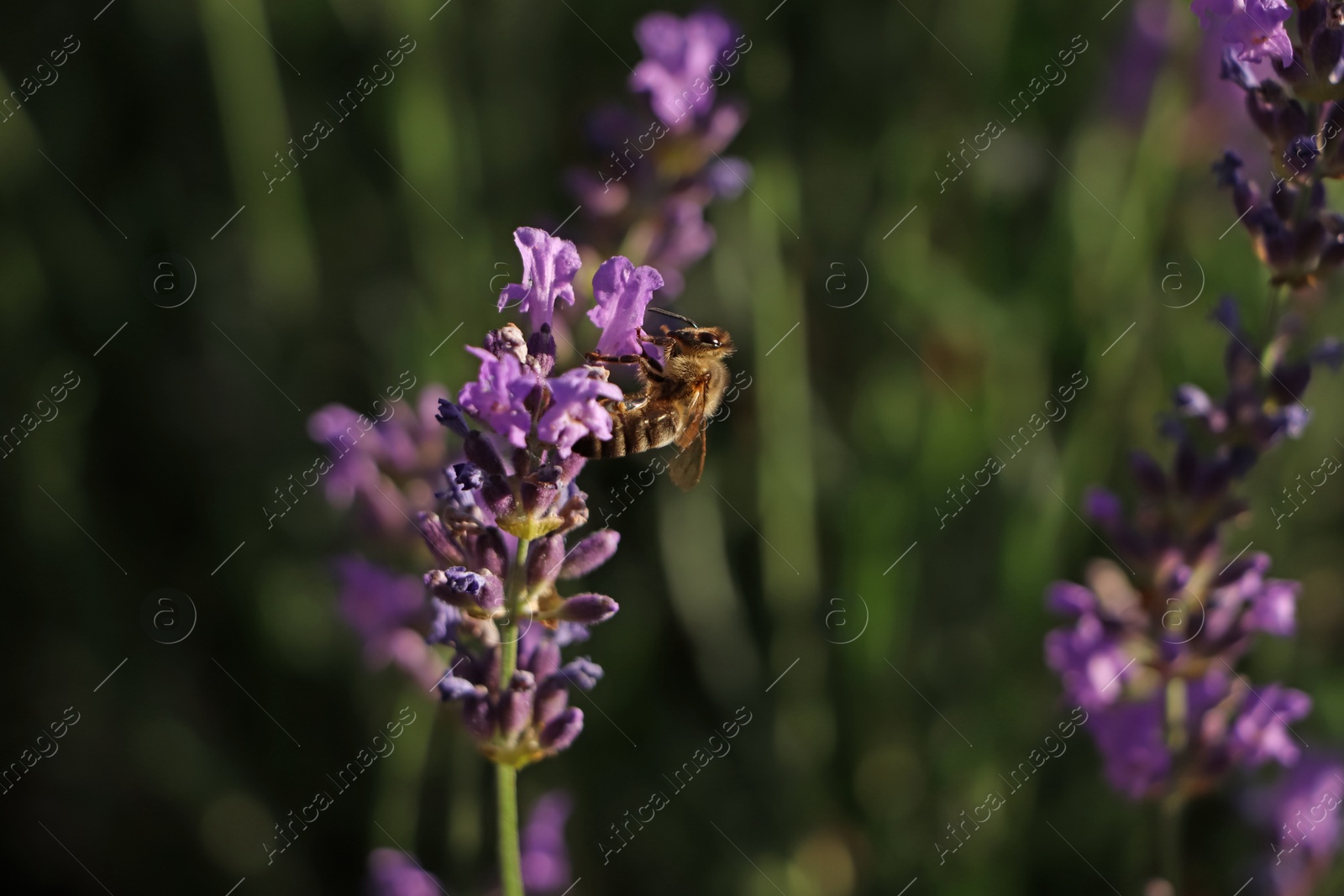 Photo of Closeup view of beautiful lavender with bee in field on sunny day