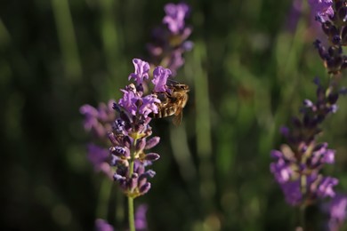 Closeup view of beautiful lavender with bee in field on sunny day