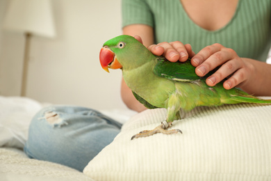 Young woman with Alexandrine parakeet indoors, closeup. Cute pet