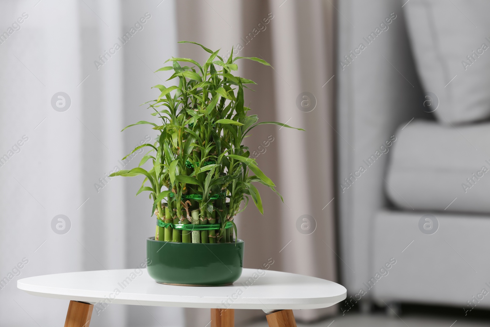 Photo of Pot with green bamboo on table in living room. Space for text