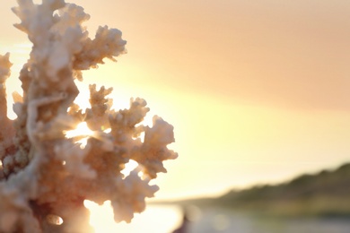 Photo of Beautiful coral and blurred sandy beach on background. Space for text