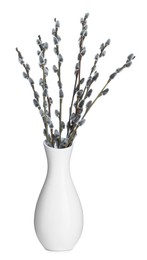 Beautiful blooming pussy willow branches in vase on white background