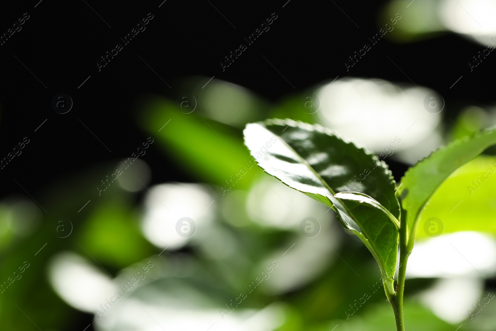 Photo of Closeup view of green tea plant against dark background. Space for text