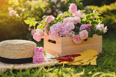 Straw hat, pruner, gloves and beautiful tea roses in garden