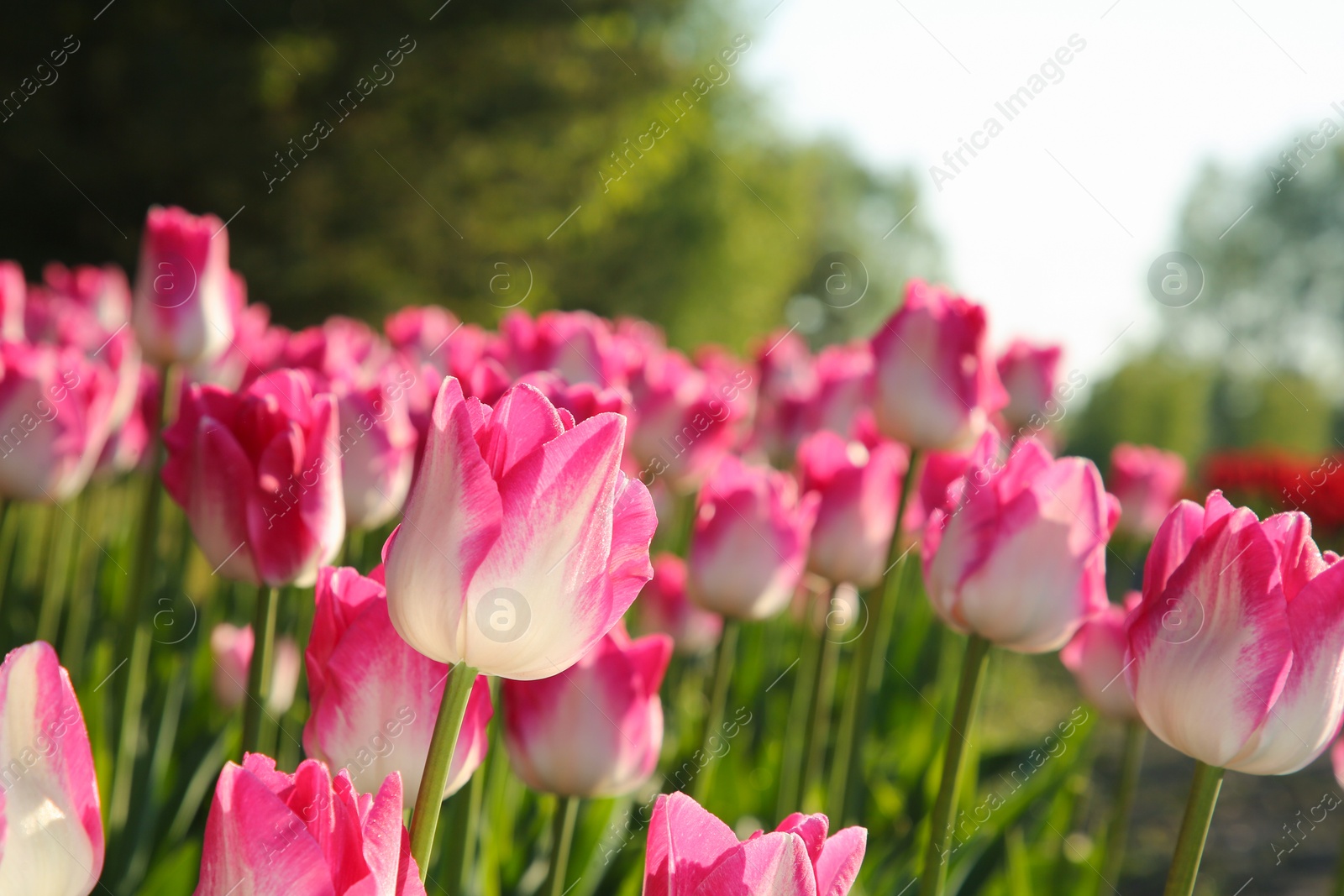 Photo of Beautiful pink tulip flowers growing in field on sunny day, closeup