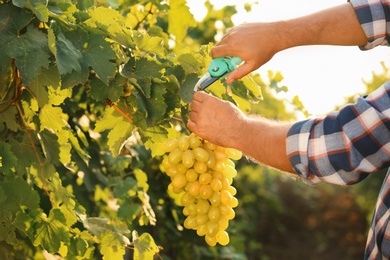 Man cutting bunch of fresh ripe juicy grapes with pruner, closeup