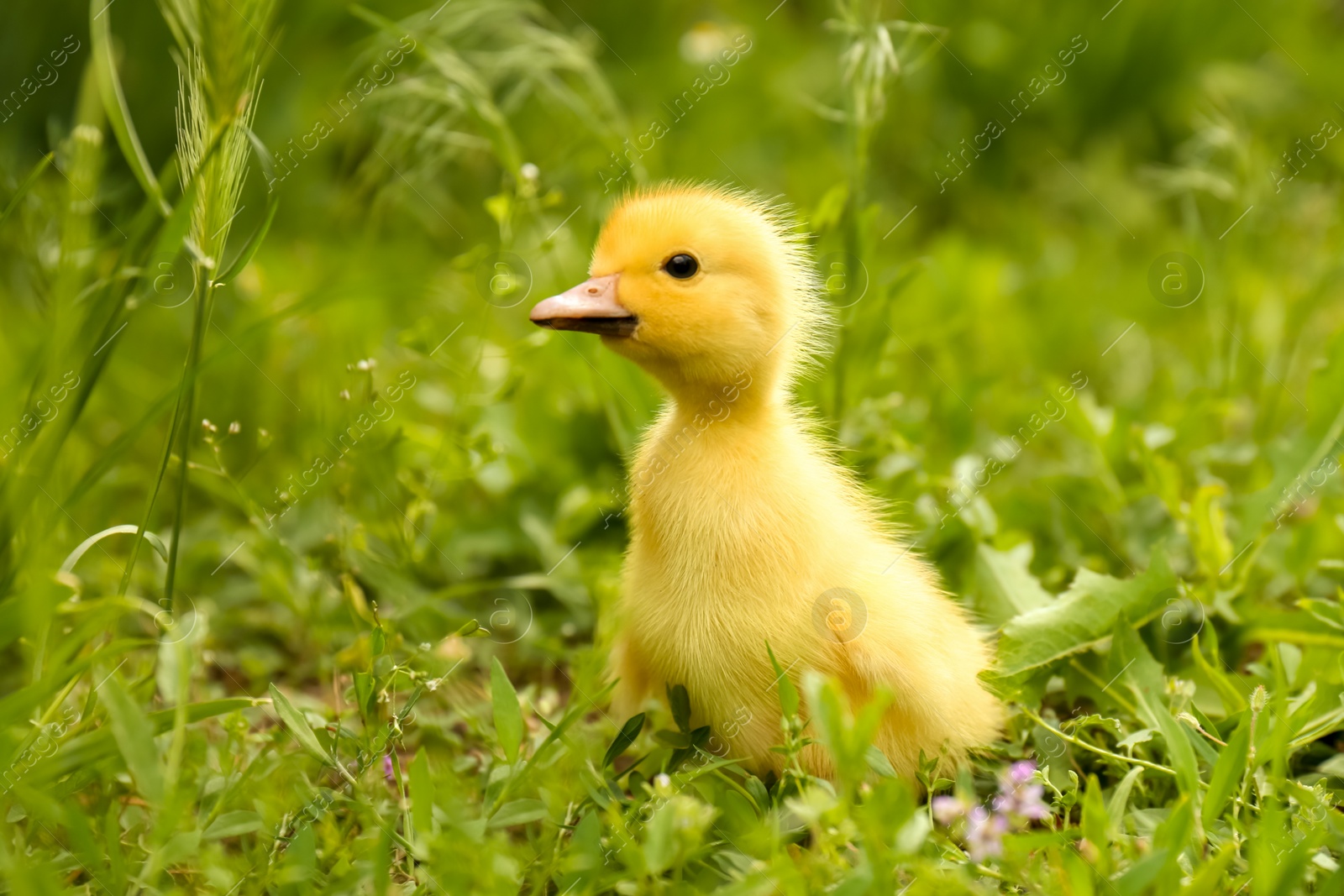 Photo of Cute fluffy duckling on green grass outdoors. Baby animal