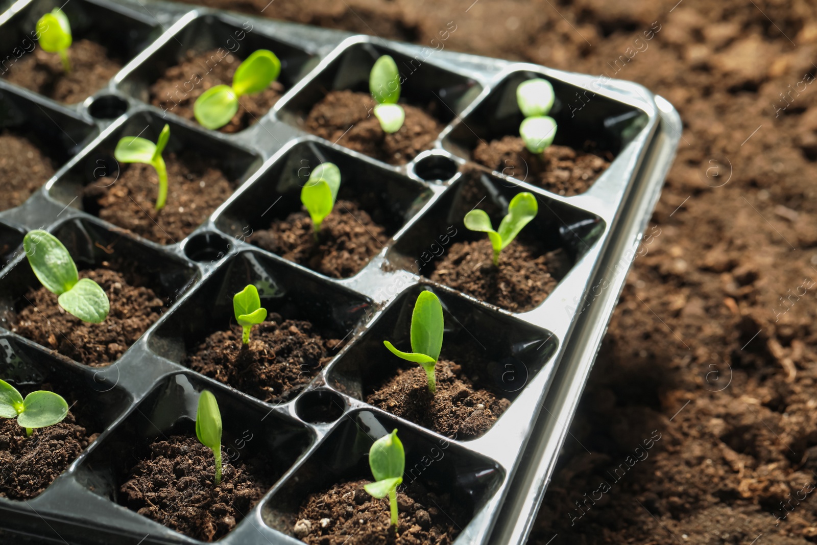 Photo of Seedling tray with young vegetable sprouts on ground outdoors