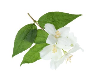 Branch of jasmine flowers and leaves isolated on white