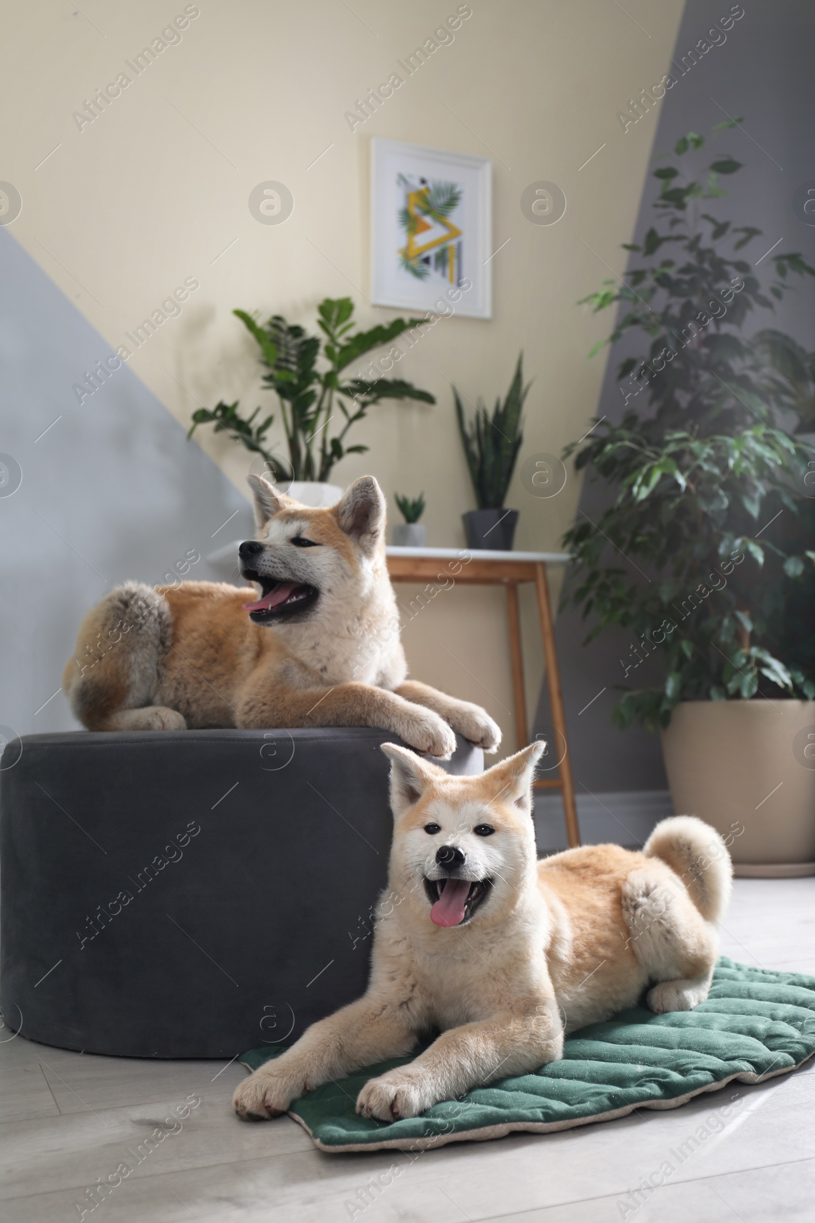 Photo of Cute Akita Inu dogs in room with houseplants