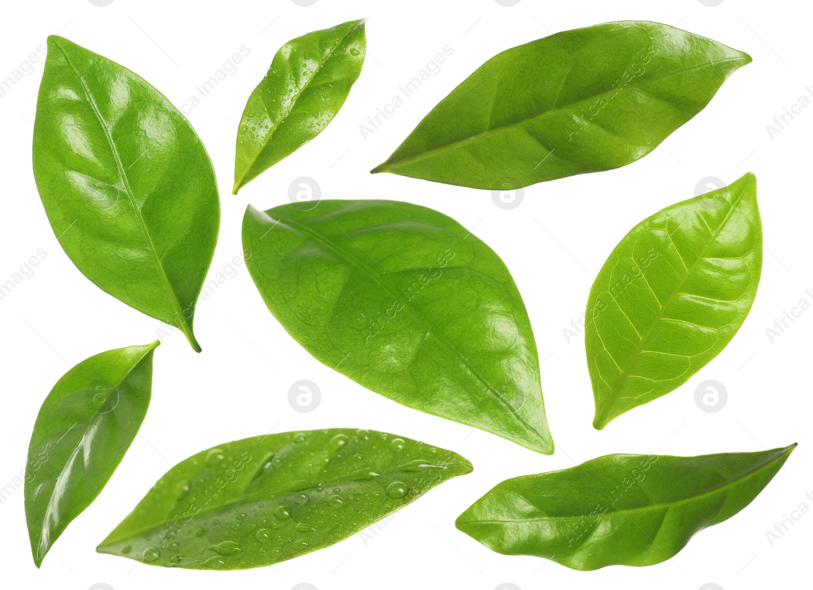 Image of Set with fresh green leaves on white background