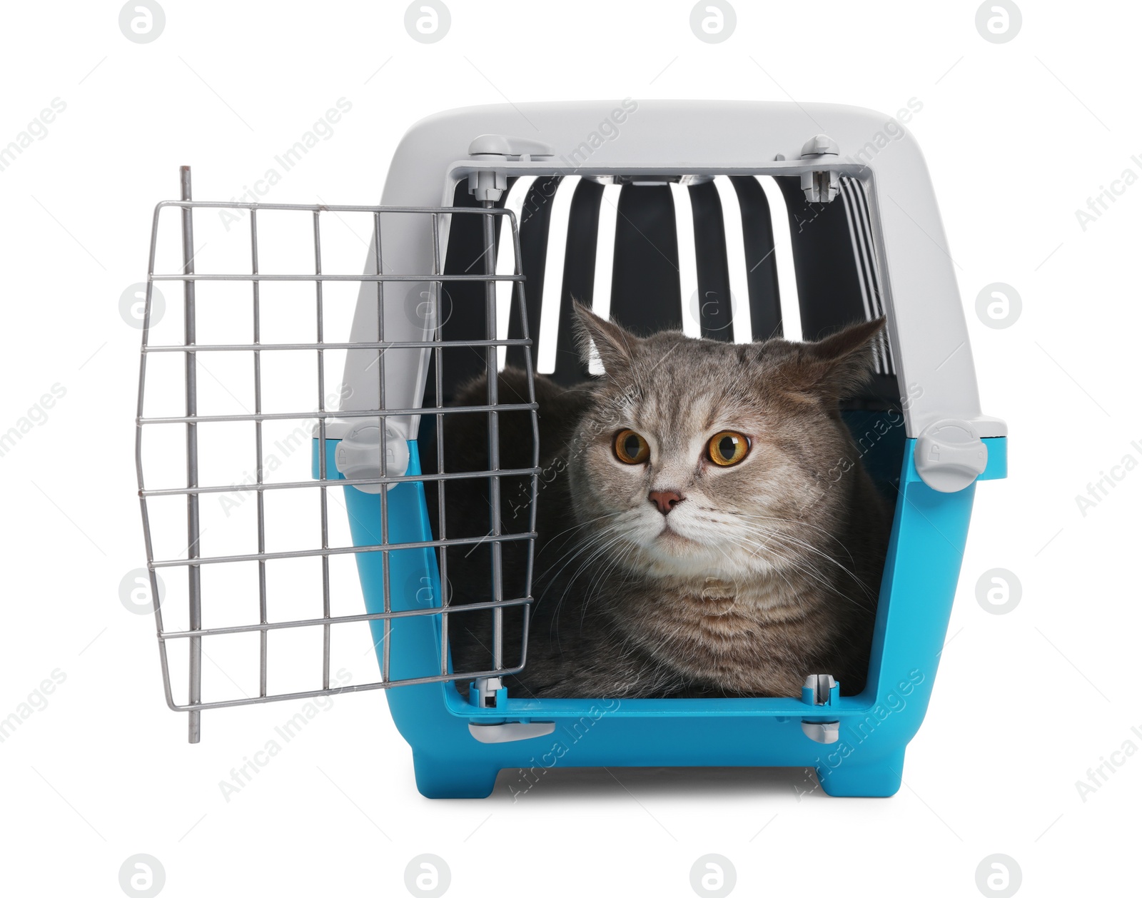 Photo of Travel with pet. Cute cat in carrier on white background