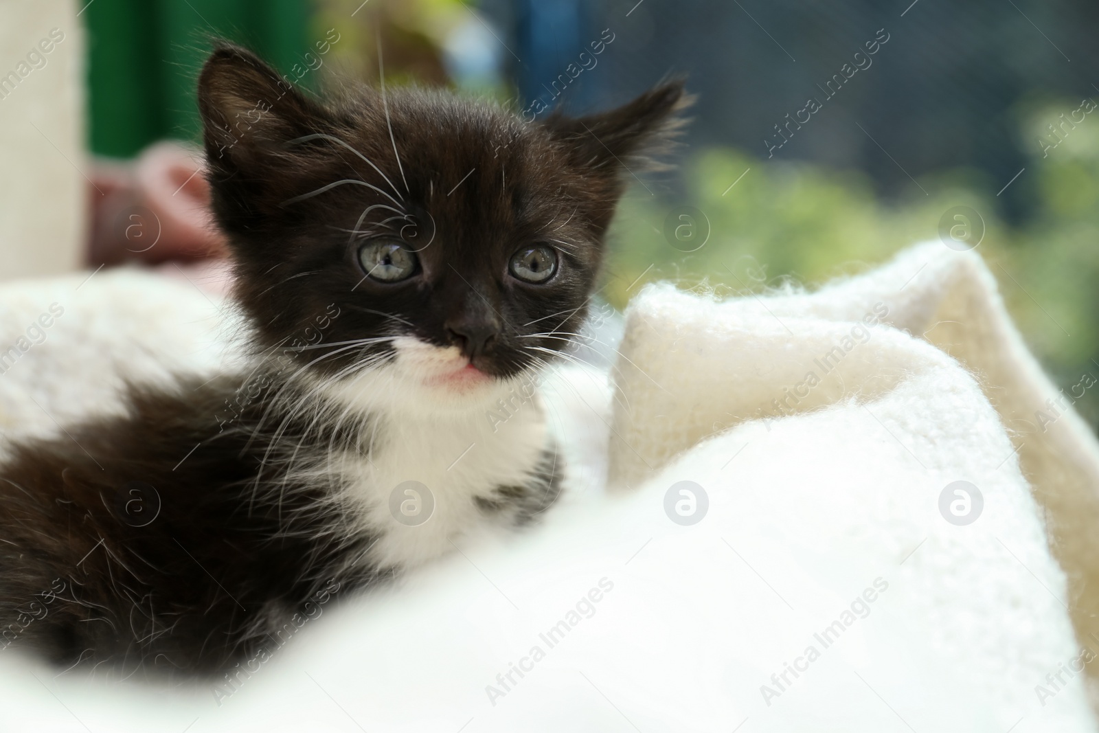 Photo of Cute baby kitten on cozy blanket, closeup