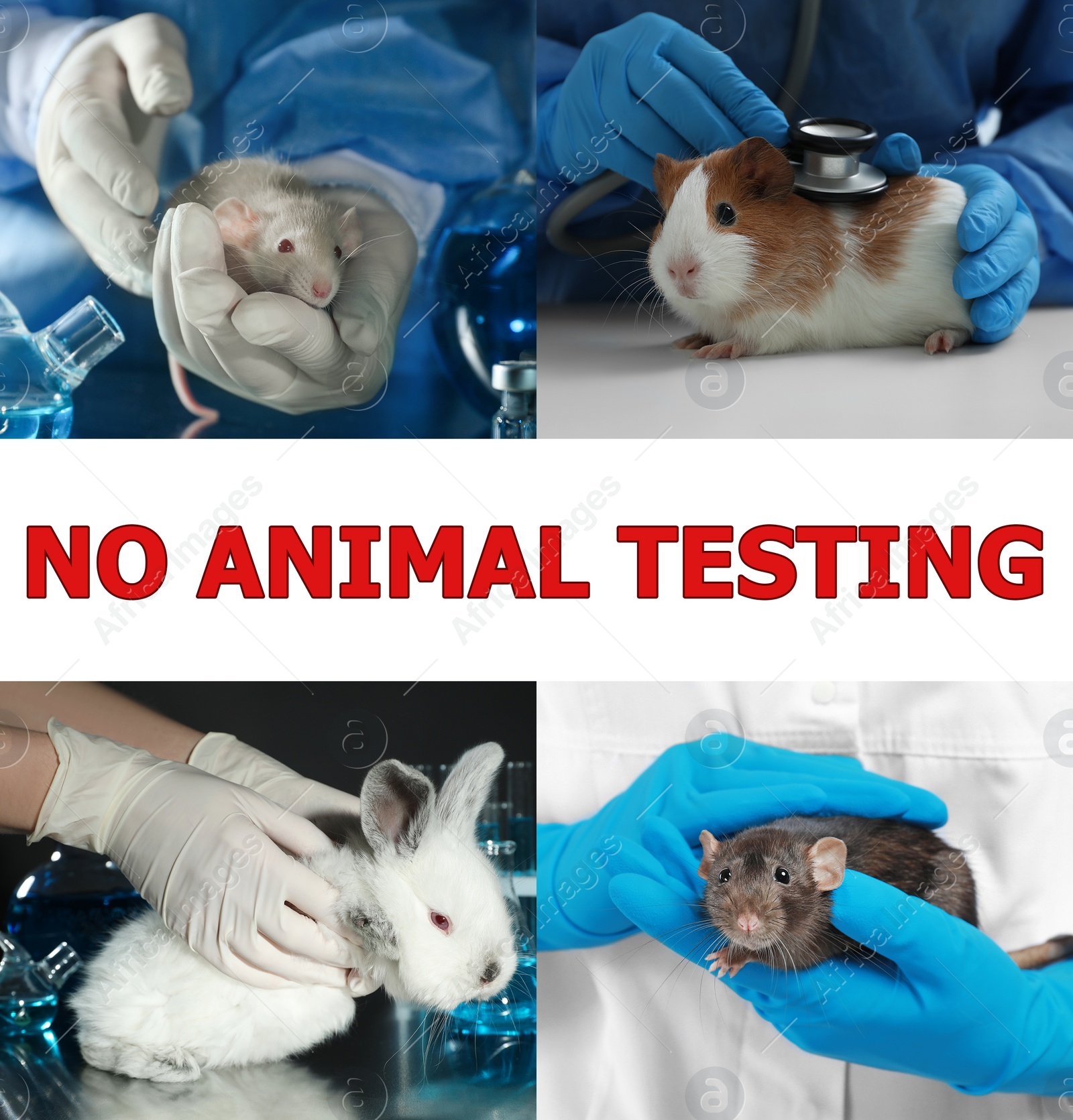 Image of Collage with different photos and text NO ANIMAL TESTING 