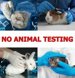 Image of Collage with different photos and text NO ANIMAL TESTING 