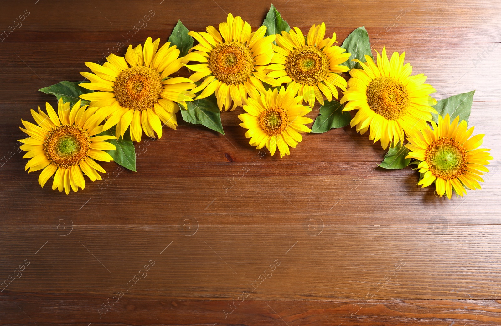 Photo of Beautiful bright sunflowers on wooden background, flat lay. Space for text