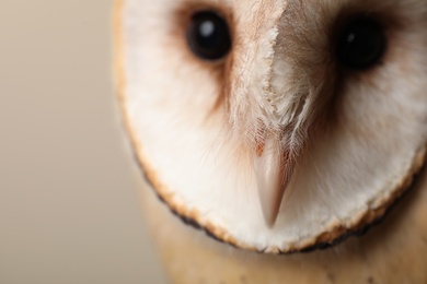 Photo of Beautiful common barn owl on beige background, closeup