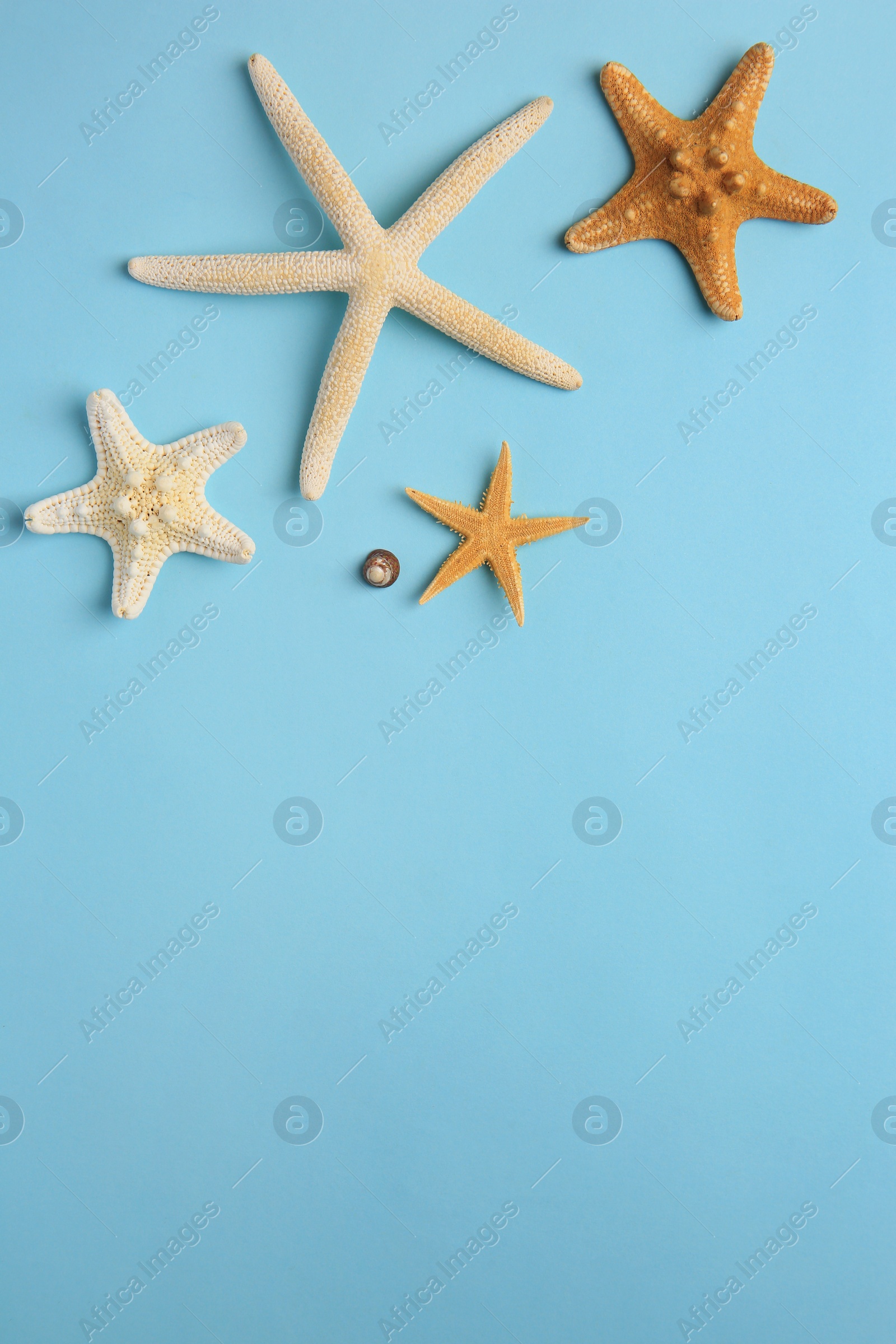 Photo of Beautiful starfishes and sea shell on light blue background, flat lay. Space for text