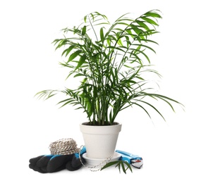 Beautiful Ravenea rivularis plant in pot and gardening tools on white background. House decor