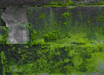 View of textured wall with green moss outdoors, closeup