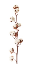 Photo of Beautiful fluffy cotton flowers on white background