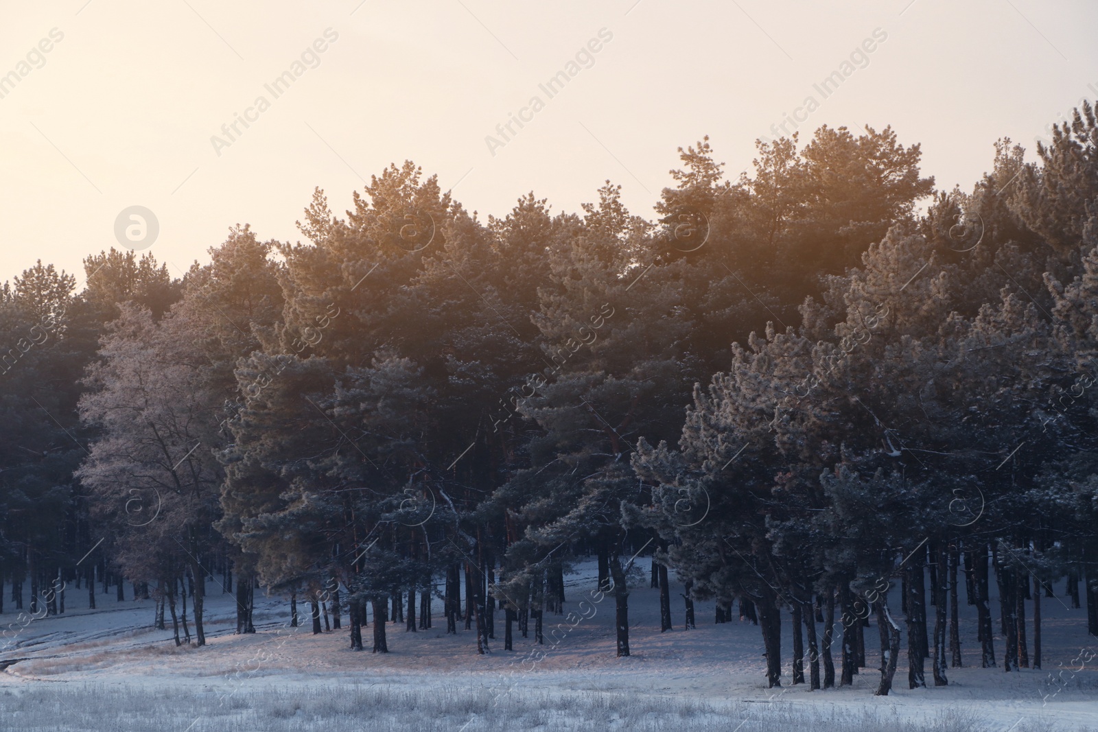 Photo of Beautiful view of snowy conifer forest on winter morning