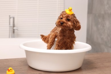Photo of Cute Maltipoo dog with rubber duck in basin on wooden table indoors. Lovely pet