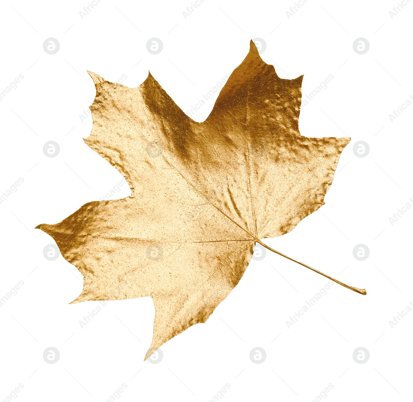 Photo of One golden maple leaf isolated on white. Autumn season